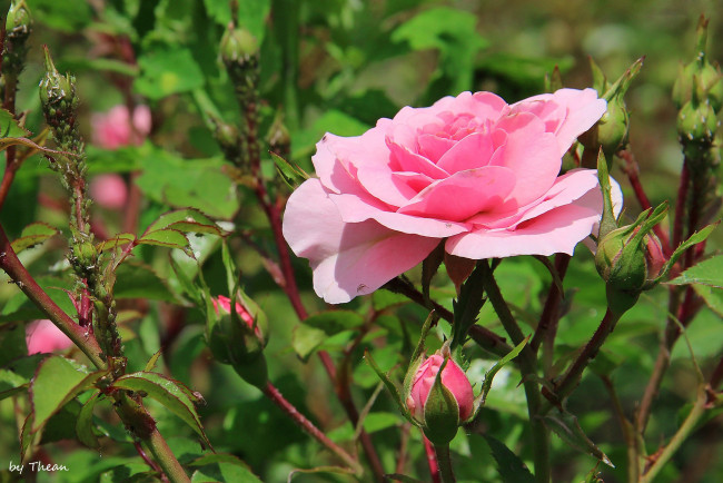 Обои картинки фото автор, thean, цветы, розы, розовый
