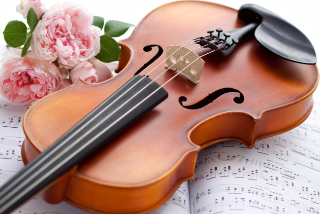 Обои картинки фото музыка, музыкальные, инструменты, ноты, скрипка, розы