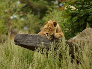 Картинка животные львы львица камень трава