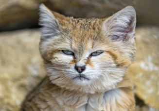 Картинка животные дикие кошки злюка песчаный кот
