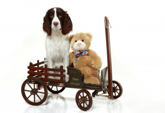 Картинка животные собаки английский спрингер-спаниель плюшевый медведь игрушка тележка