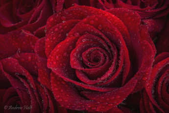 Картинка цветы розы капли бордо макро