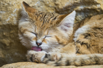Картинка животные дикие кошки песчаный кот язык умывание