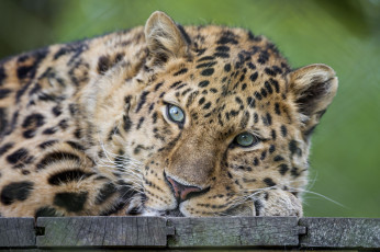 Картинка животные леопарды амурский леопард взгляд