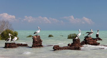 Картинка животные пеликаны австралия птицы море