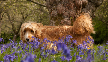 Картинка животные собаки колокольчики цветы