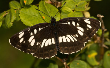 Картинка животные бабочки пестрый крылья