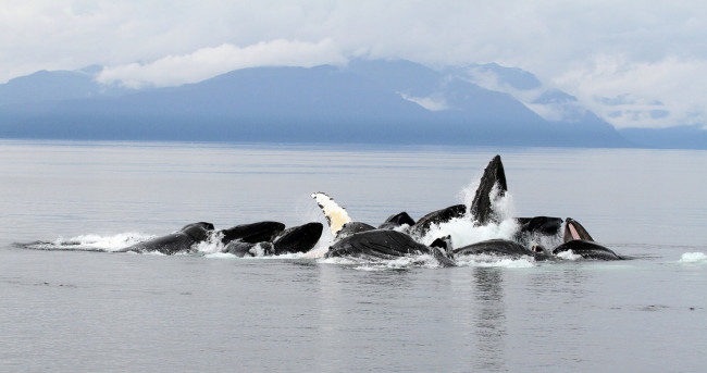 Обои картинки фото животные, киты, кашалоты, горы, океан, аляска, горбатые