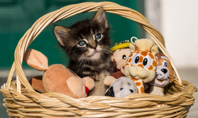 Обои картинки фото животные, коты, корзина, игрушки, котёнок