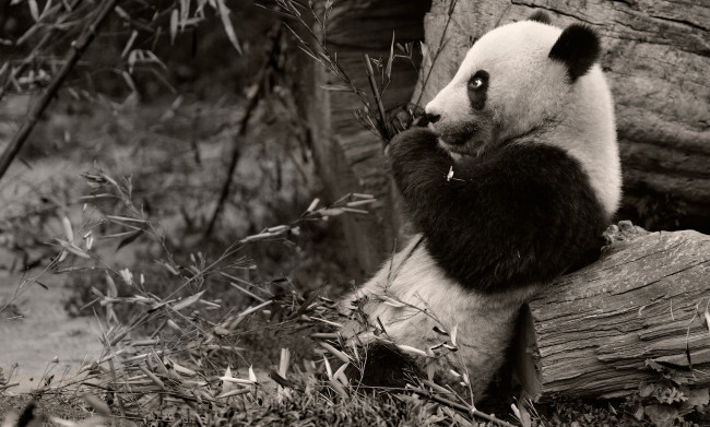 Обои картинки фото животные, панды, ветки, чёрно-белая