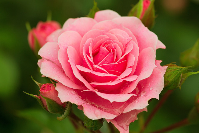 Обои картинки фото цветы, розы, розовый, красавица