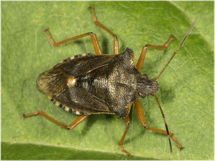 Картинка животные насекомые клоп зелёный фон жук