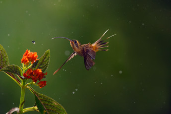Картинка животные колибри птица long-billed hermit цветы капли дождь боке