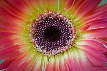 Картинка цветы герберы тычинки лепестки розовый макро