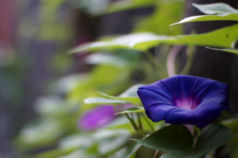 Картинка цветы вьюнки +ипомеи листья фиолетовый вьюнок