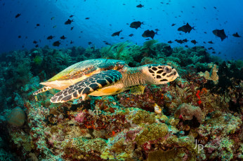 Картинка животные Черепахи черепаха кораллы рыбы подводный мир