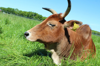 Картинка животные коровы +буйволы корова трава природа коричневая
