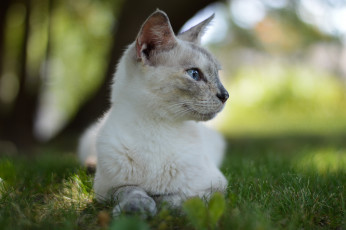 Картинка животные коты кошка кот трава боке