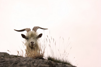 Картинка животные козы рога трава коза