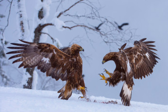 Картинка животные птицы+-+хищники птицы орлы добыча снег зима