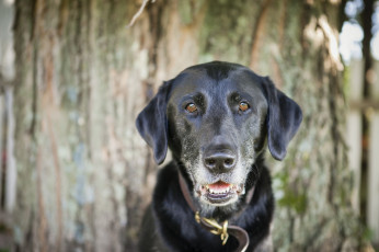 Картинка животные собаки взгляд чёрный пёс