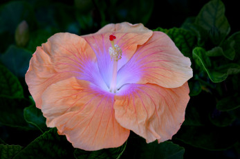 Картинка цветы гибискусы персиковый гибискус цветок