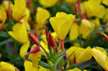 Картинка цветы энотера желтый