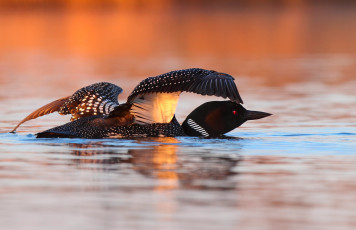 Картинка животные птицы отражения свет озеро вода закат полярная гагара
