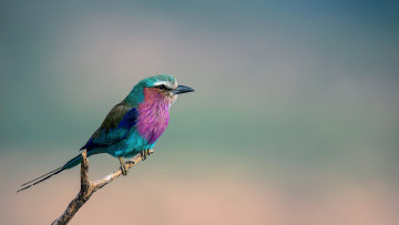 Картинка животные сизоворонки+ ракши сиреневогрудая сизоворонка coracias caudata lilac-breasted roller птица ветка