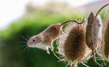 Картинка животные крысы +мыши колючки крохи