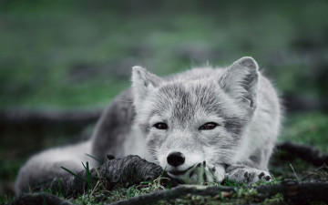 Картинка животные песцы взгляд пепельнобелая полярная лисица песец