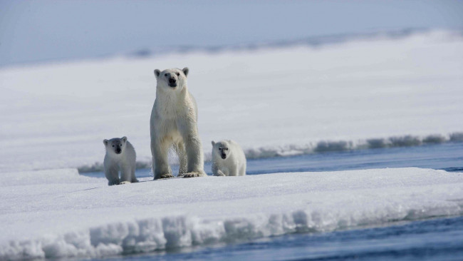 Обои картинки фото животные, медведи, море, льдина, арктика, медвежата, белый, медведь