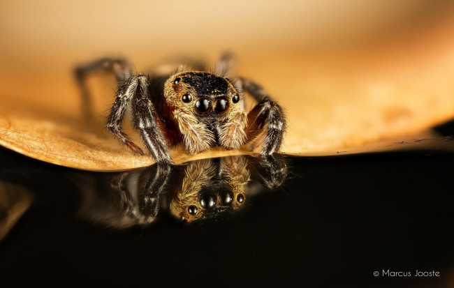 Обои картинки фото животные, пауки, паук, лист, отражение, макро, насекомое