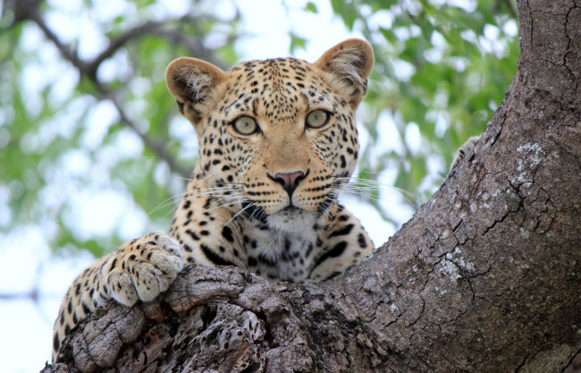 Обои картинки фото животные, леопарды, sight, леопард, дерево, tree, leopard, отдых, взгляд, rest