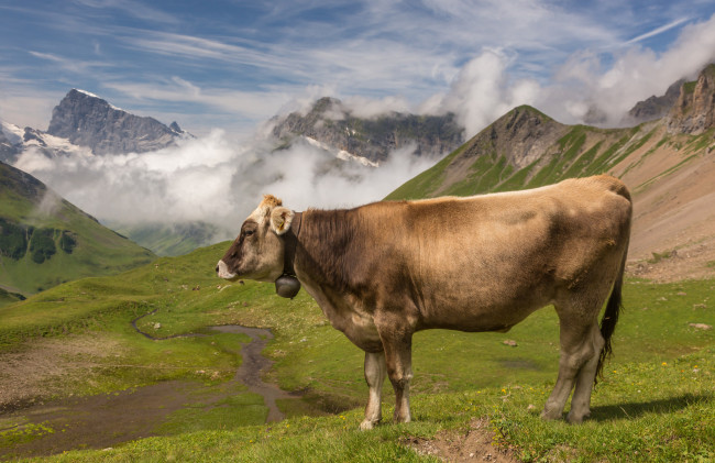 Обои картинки фото животные, коровы,  буйволы, буренка