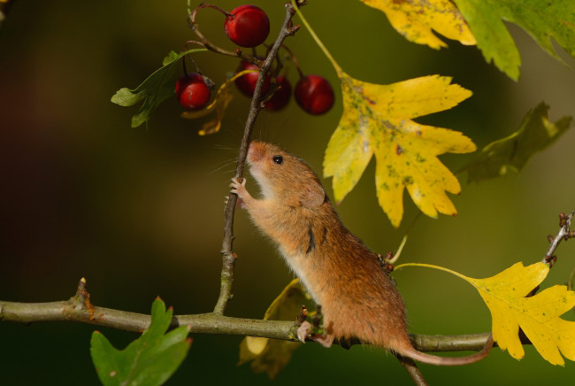Обои картинки фото животные, крысы,  мыши, ягоды, ветка, мышка
