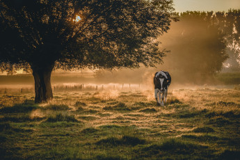Картинка животные коровы +буйволы утро дерево корова туман