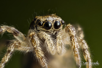 Картинка животные пауки макро паук лапки глазки джампер