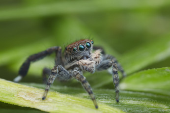Картинка животные пауки паук лапки джампер