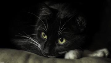 Картинка животные коты кот коте киса фон ушки взгляд кошка