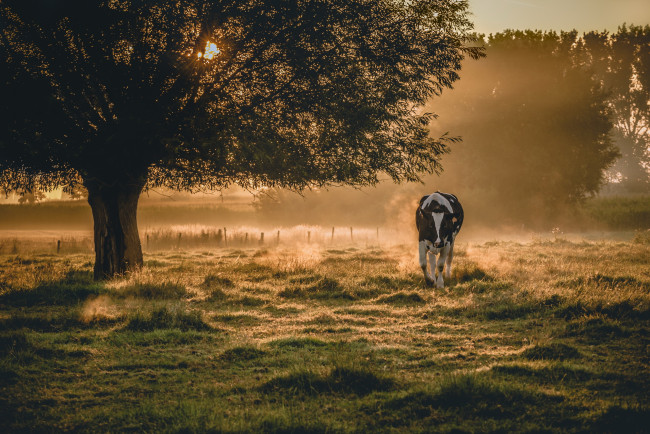 Обои картинки фото животные, коровы,  буйволы, утро, дерево, корова, туман