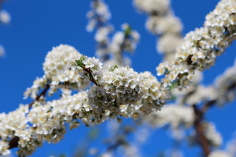 Картинка цветы цветущие+деревья+ +кустарники дача весна алыча цветение природа красота