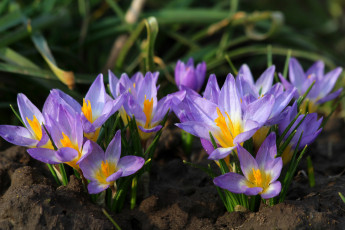 Картинка цветы крокусы цветение природа первоцветы весна дача
