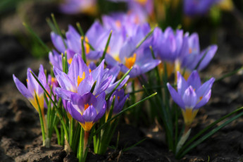 Картинка цветы крокусы красота дача цветение весна природа первоцвет