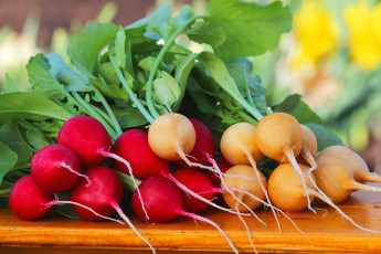 Картинка еда редис +репа +редька дача весна витамины вкусно урожай теплица природа
