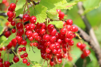 Картинка природа Ягоды красная смородина дача витамины лето красота