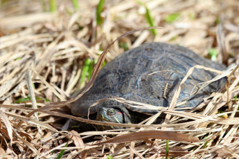 Картинка животные Черепахи черепаха природа весна