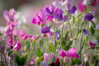 Картинка цветы луговые+ полевые +цветы розовый душистый горошек лето