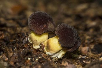 Картинка природа грибы гриб