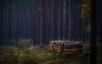 Картинка природа лес деревья дрова